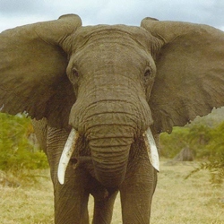 Elefante come simbolo dosi elevate psicofarmaci